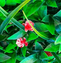 گرین وال لیندای برگ فلفلی گلدار